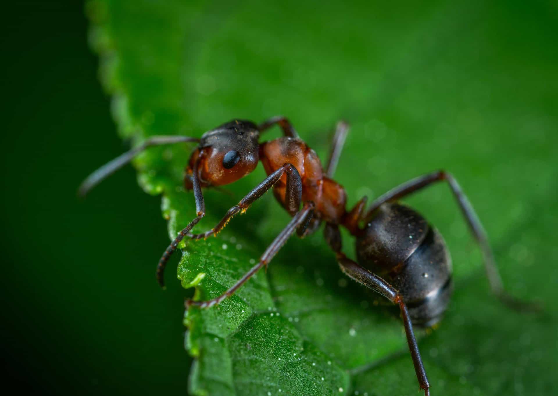 pexels egor kamelev 1104974 scaled